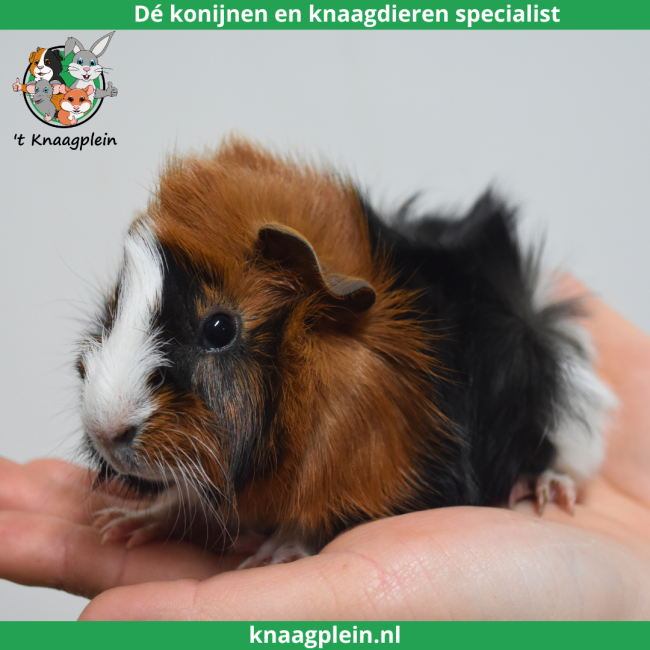 foto van kleur Zwart / rood / wit