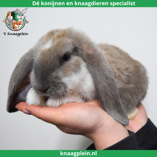 foto van kleur Isabella bont