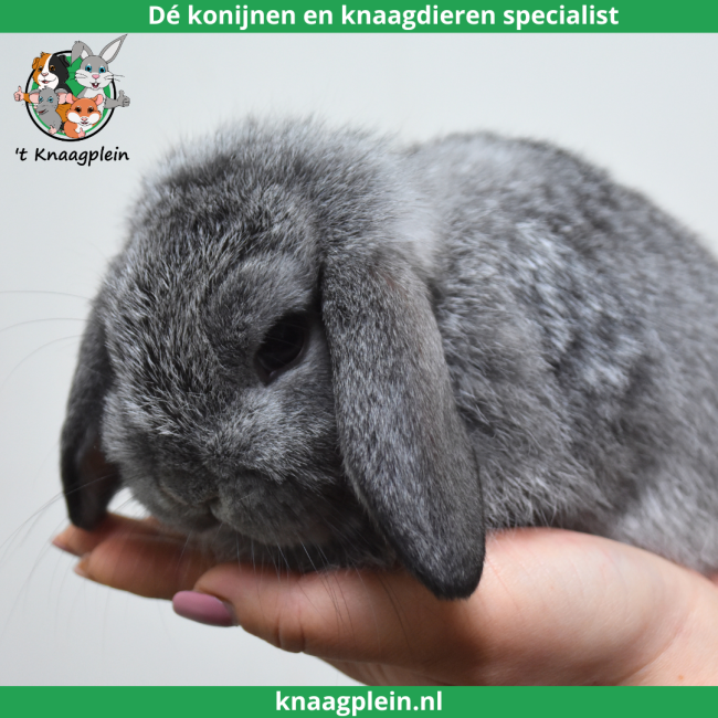 foto van kleur Chinchilla