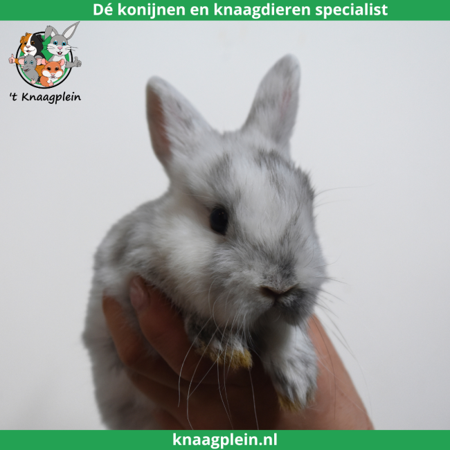 foto van kleur Kleurdwerg - Rohn