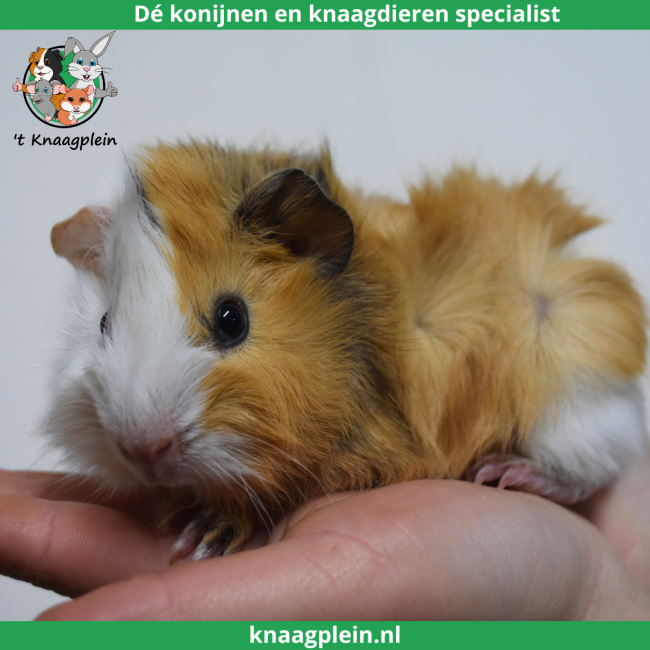 foto van kleur Creme / Zwart / Wit