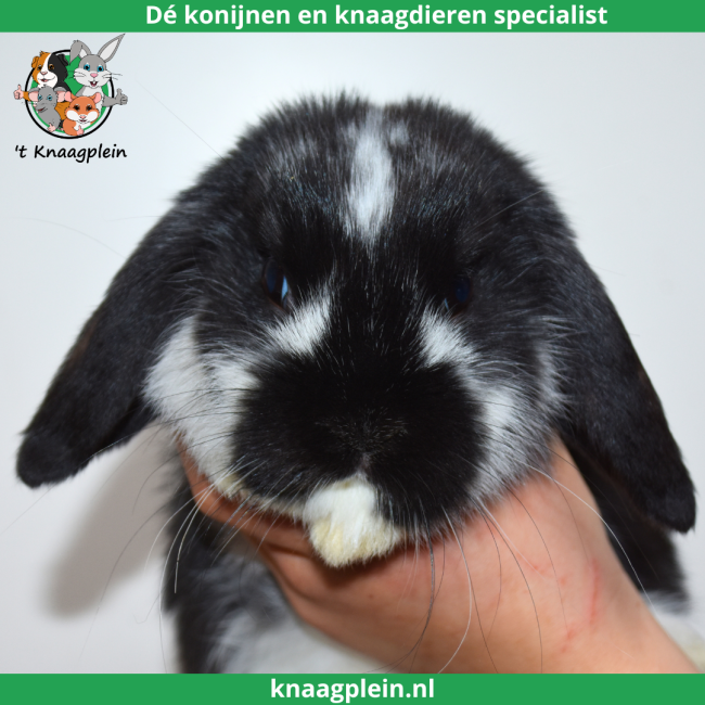 foto van kleur Zwart bont