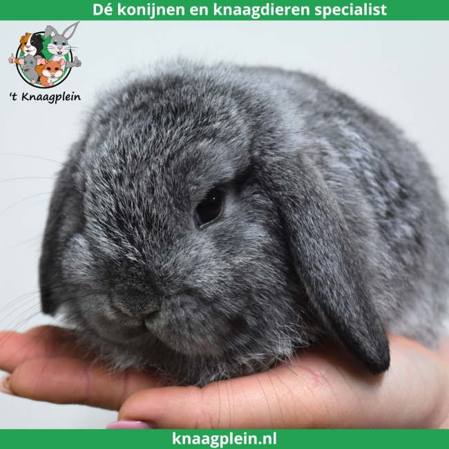 foto van kleur Chinchilla