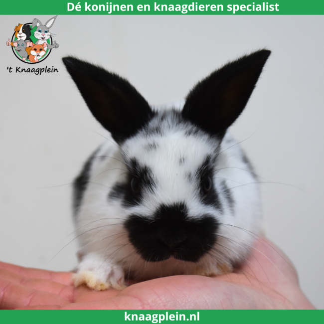 foto van kleur Lotharingerdwerg