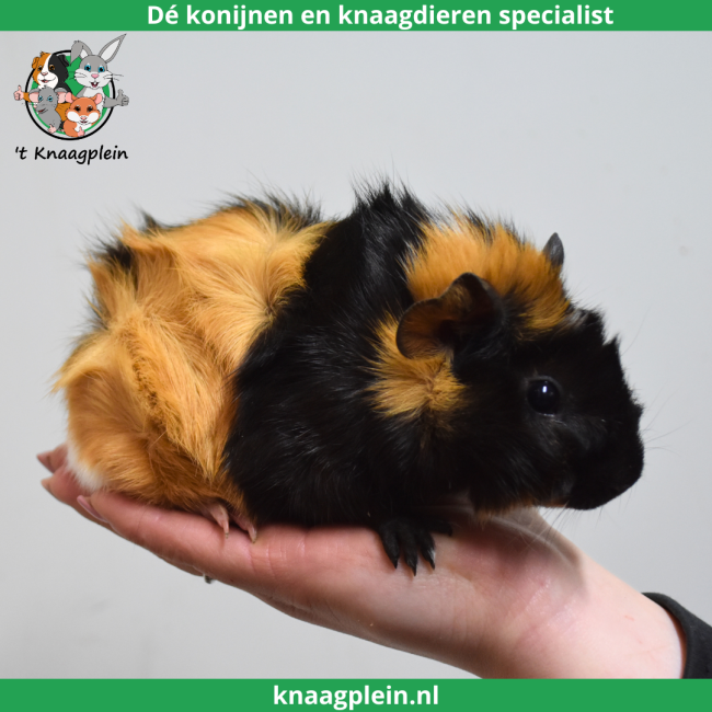 foto van kleur Creme / Zwart / Wit