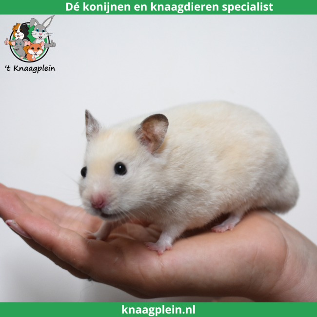 foto van kleur Offwhite