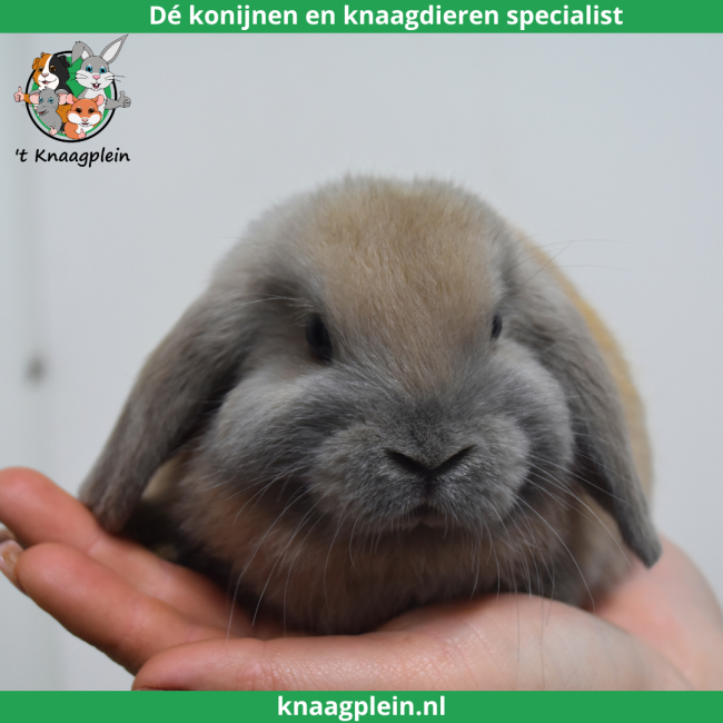 foto van kleur Isabella