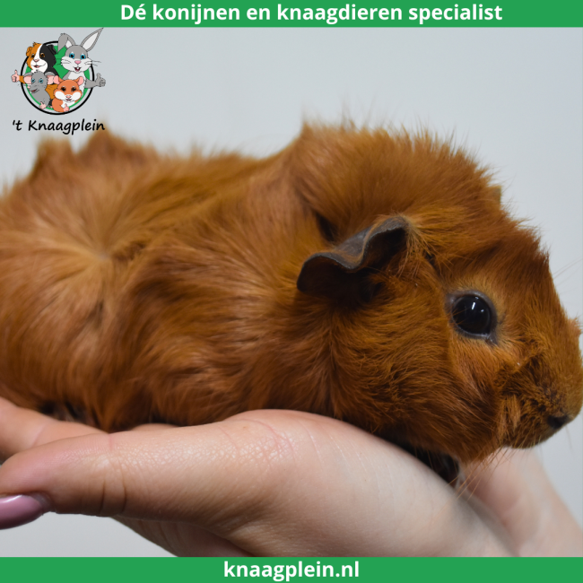 foto van kleur Rood