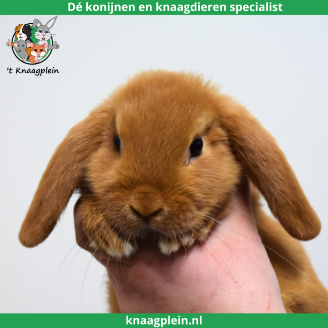 foto van kleur Oranje