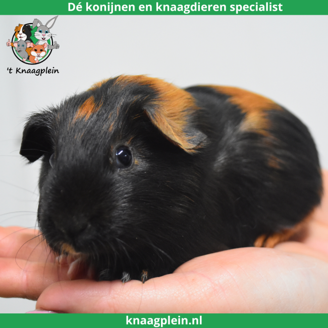 foto van kleur Zwart / Rood