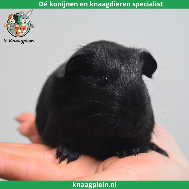 foto van kleur Zwart