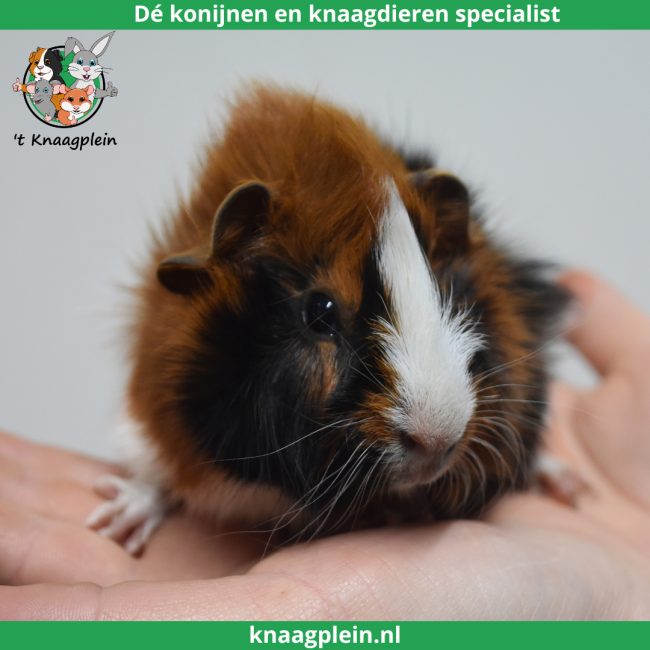 foto van kleur Zwart / rood / wit