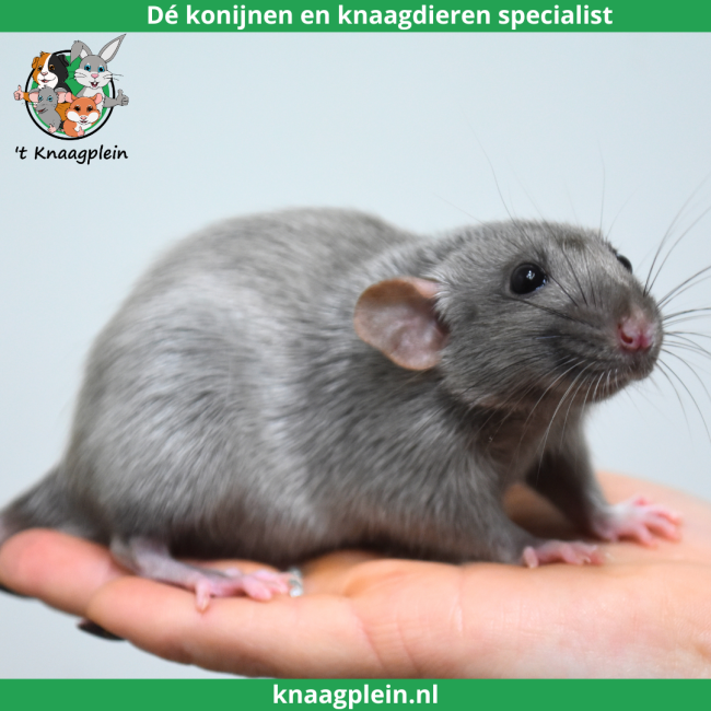 foto van kleur Zwart silvermane