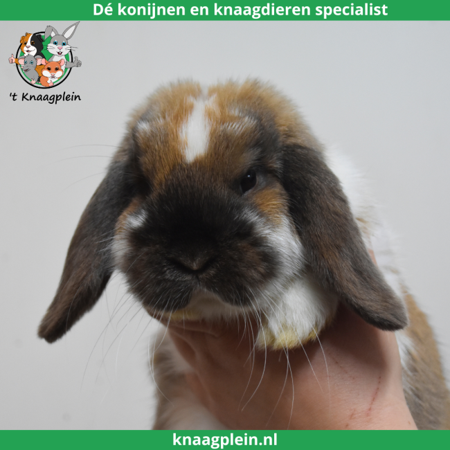 foto van kleur Madagascar bont