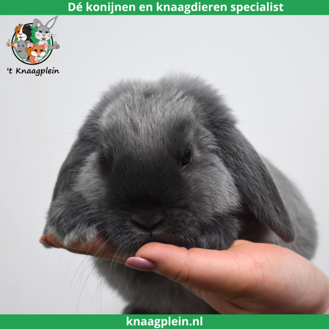 foto van kleur Middenblauw Marter