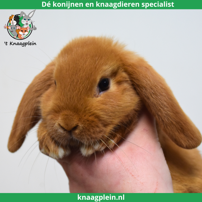 foto van kleur Oranje