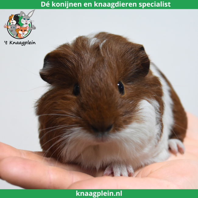 foto van kleur Rood bont