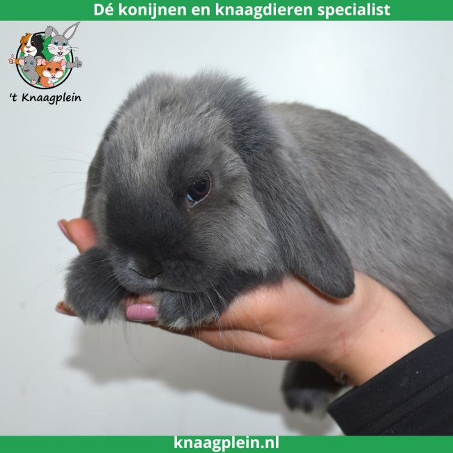 foto van kleur Middenblauw Marter