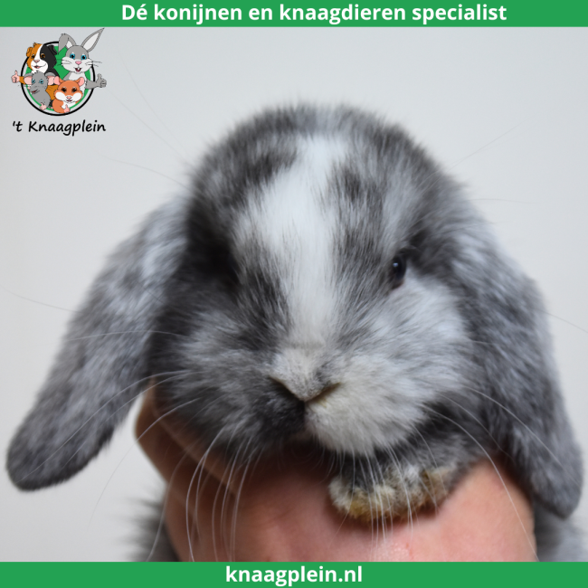 foto van kleur Rohn
