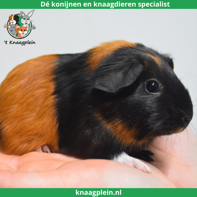 foto van kleur Zwart / Rood