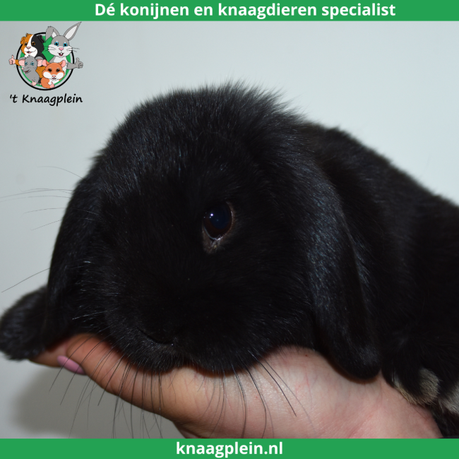 foto van kleur Zwart