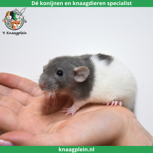 foto van kleur Amerikaans blauw japanner