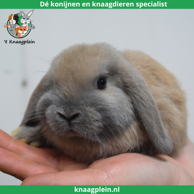 foto van kleur Isabella