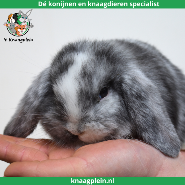 foto van kleur Rohn