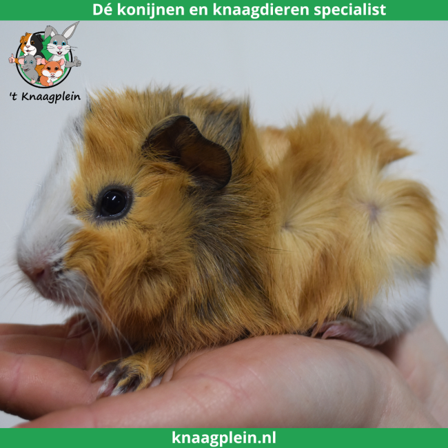 foto van kleur Creme / Zwart / Wit