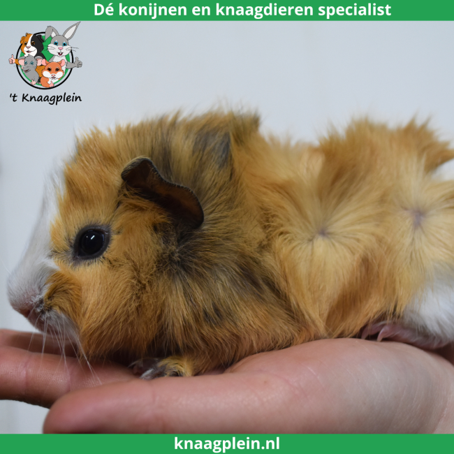 foto van kleur Creme / Zwart / Wit