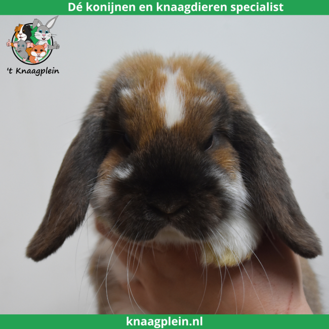 foto van kleur Madagascar bont