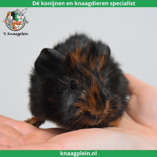 foto van kleur Zwart / rood