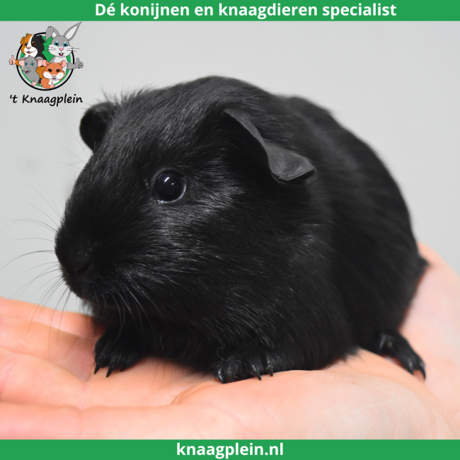 foto van kleur Zwart