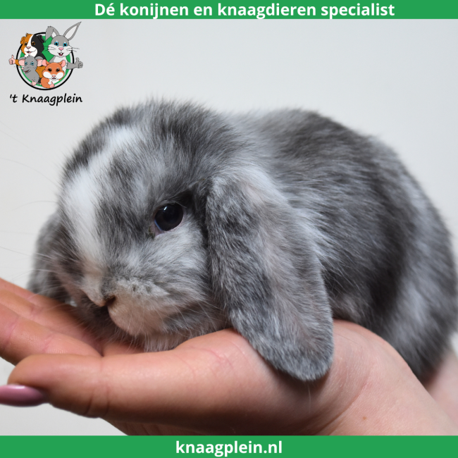 foto van kleur Rohn