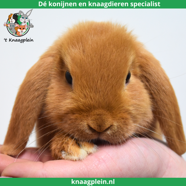 foto van kleur Oranje