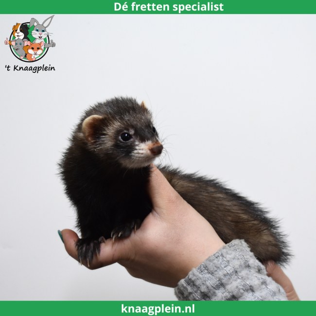 foto van kleur Black (Zwart)