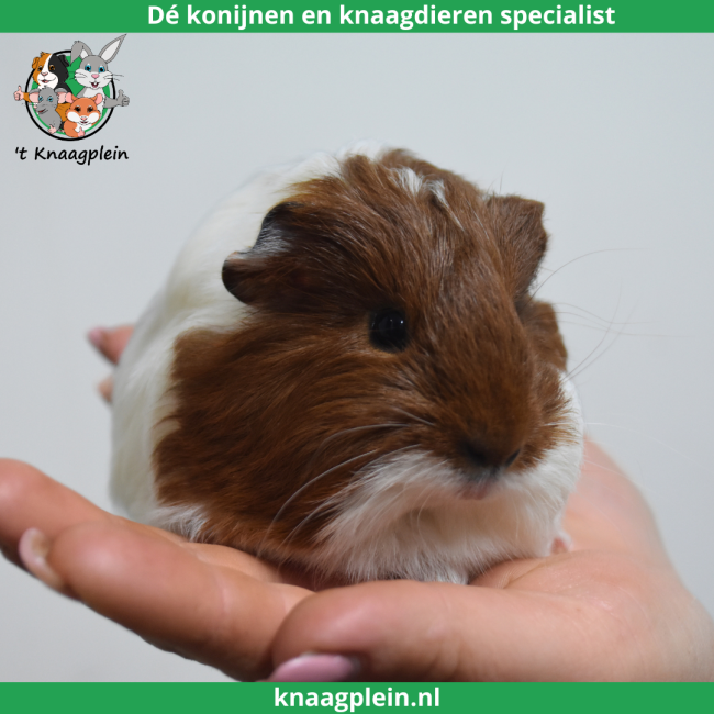 foto van kleur Rood bont