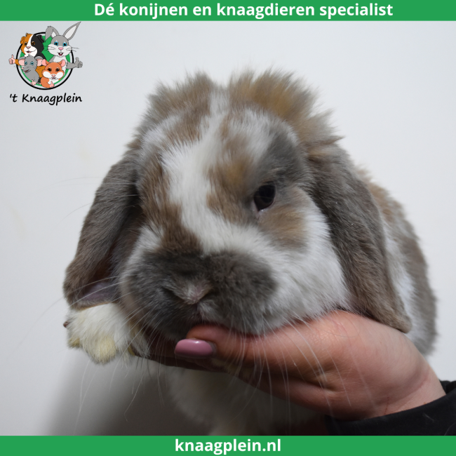 foto van kleur Isabella bont