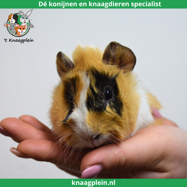 foto van kleur Creme / Zwart / Wit