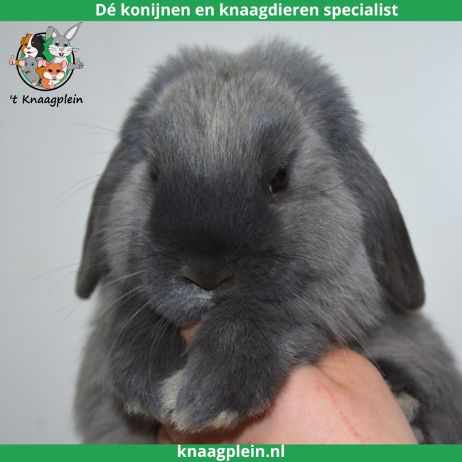 foto van kleur Middenblauw Marter
