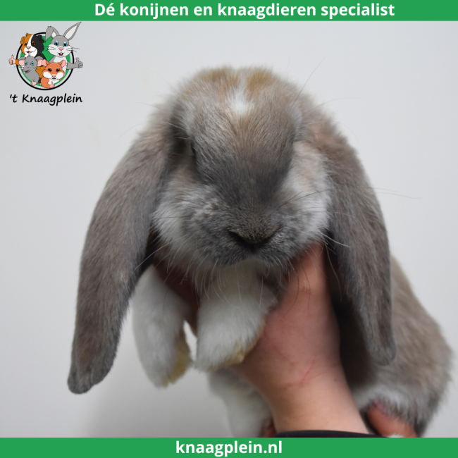 foto van kleur Isabella bont