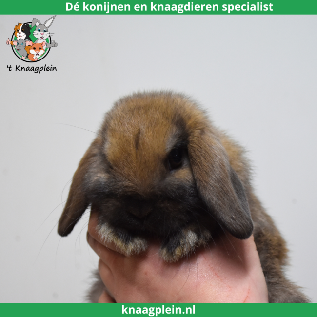 foto van kleur Madagascar