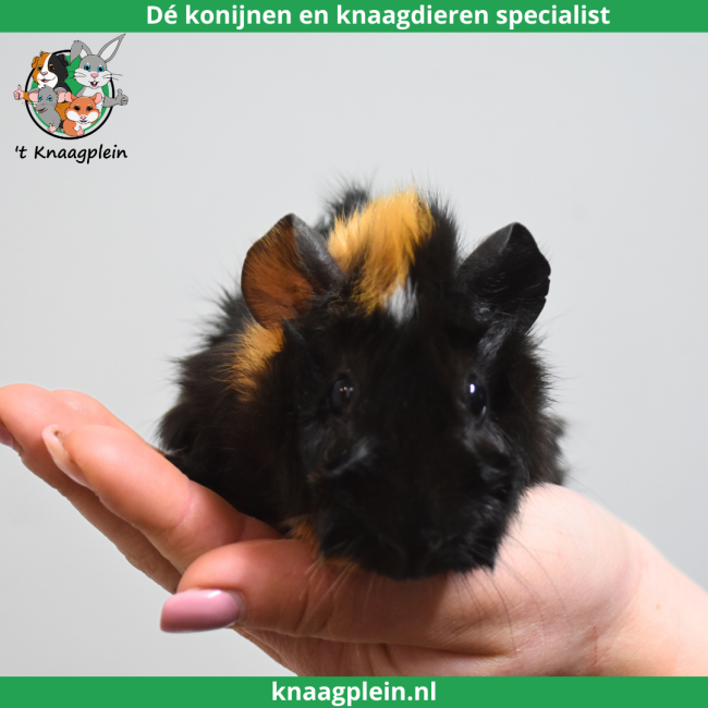 foto van kleur Creme / Zwart / Wit