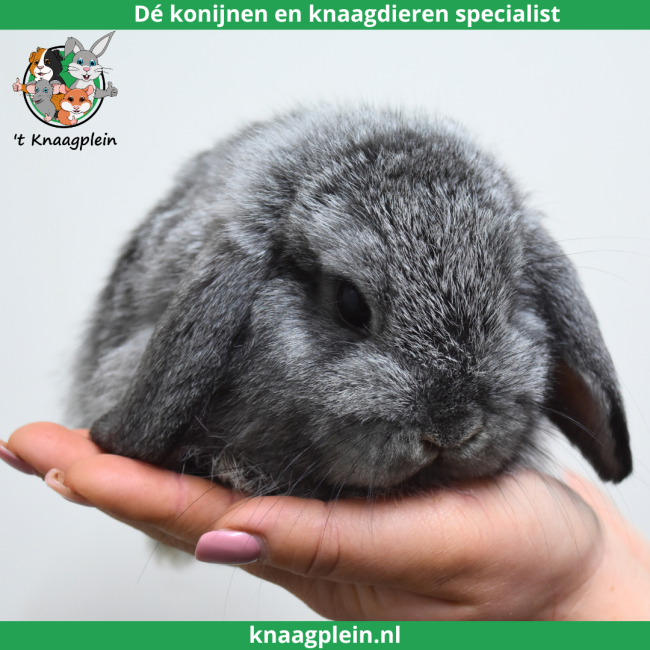 foto van kleur Chinchilla