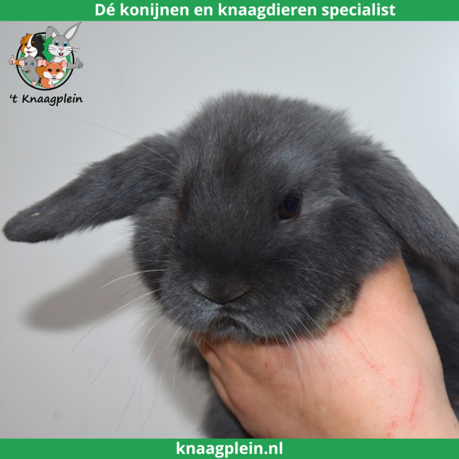 foto van kleur Blauw