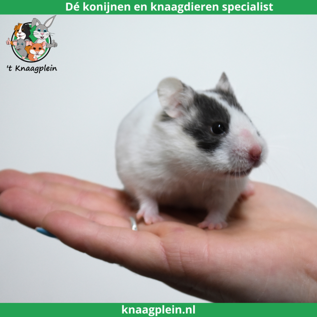 foto van kleur Piebald
