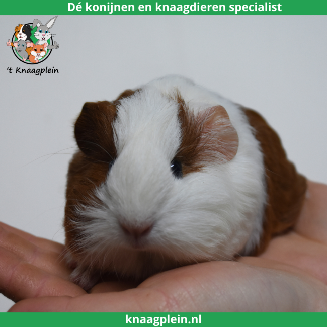 foto van kleur Rood bont