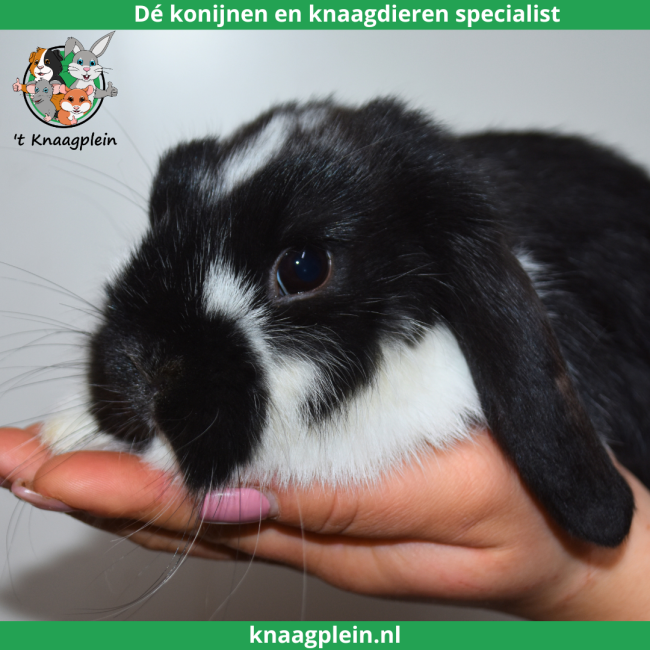 foto van kleur Zwart bont