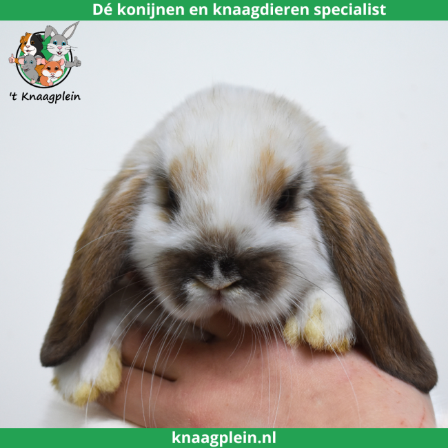 foto van kleur Madagascar te bont