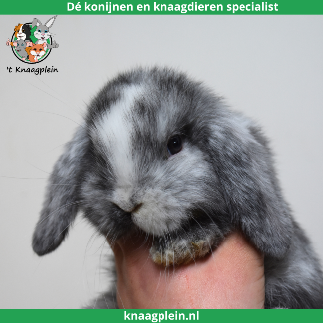 foto van kleur Rohn